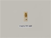 藏品(昆蟲綱)的圖片